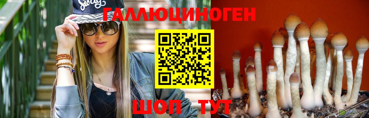 Галлюциногенные грибы Psilocybe Калач-на-Дону